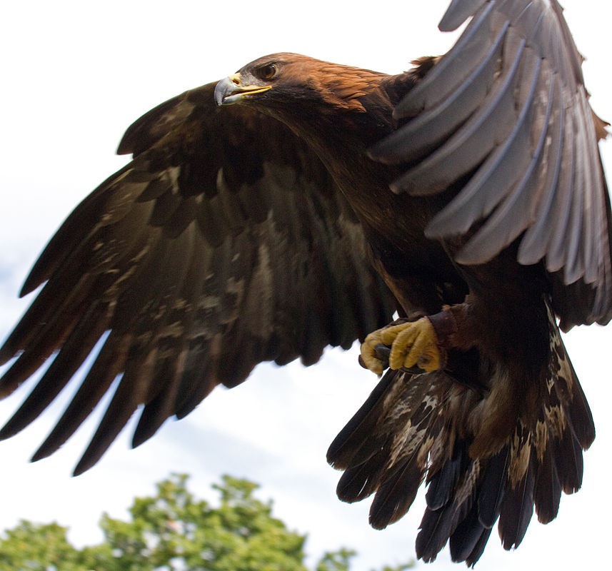 African Fish Eagle Bird Facts  Haliaeetus Vocifer - AZ Animals