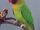 Black-cheeked Lovebird