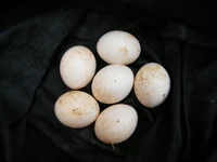 4bef1ce48120d9501e29d3bae5f5e505