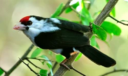 Black- Backed Barbet1
