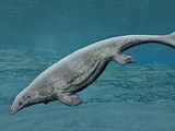 Latoplatecarpus