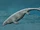 Latoplatecarpus