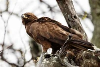 Wahlberg'sEagle-3