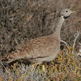 2763karookorhaan2 327w