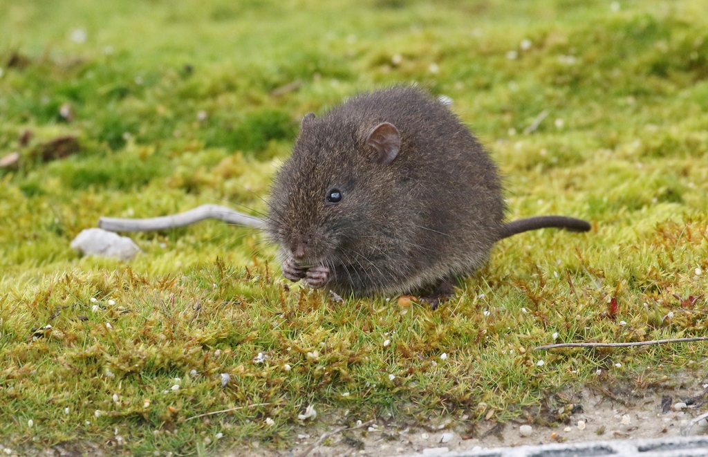 Australian Swamp Rat Animal Database | Fandom