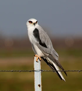 White-tailed-Kite-crop