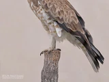 Short-toed Snake Eagle