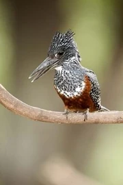 Female