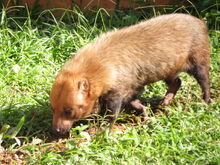 Regionally extinct species rediscovered: the bush dog Speothos venaticus in  Minas Gerais, south-eastern Brazil, Oryx