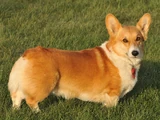 Welsh corgi