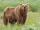 Kodiak Bear