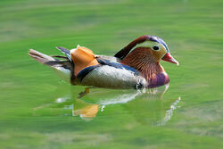 Mandarin Duck