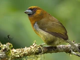 Prong-billed Barbet