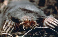 Condylura