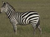 Plains Zebra