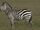 Plains Zebra