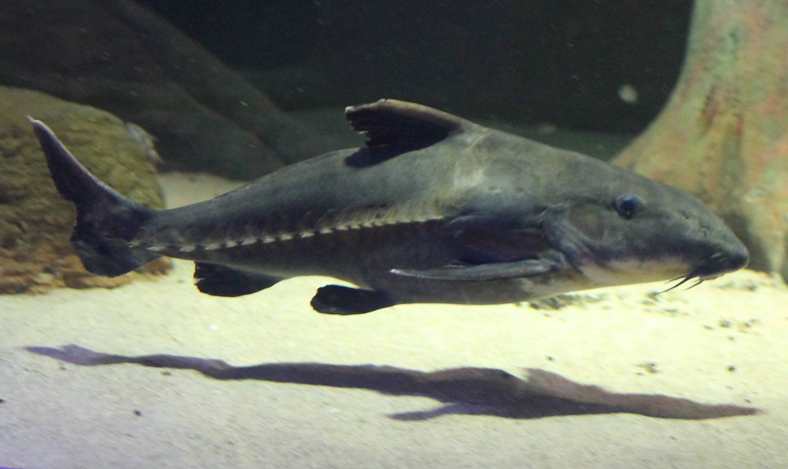 Ripsaw Catfish, Animal Database