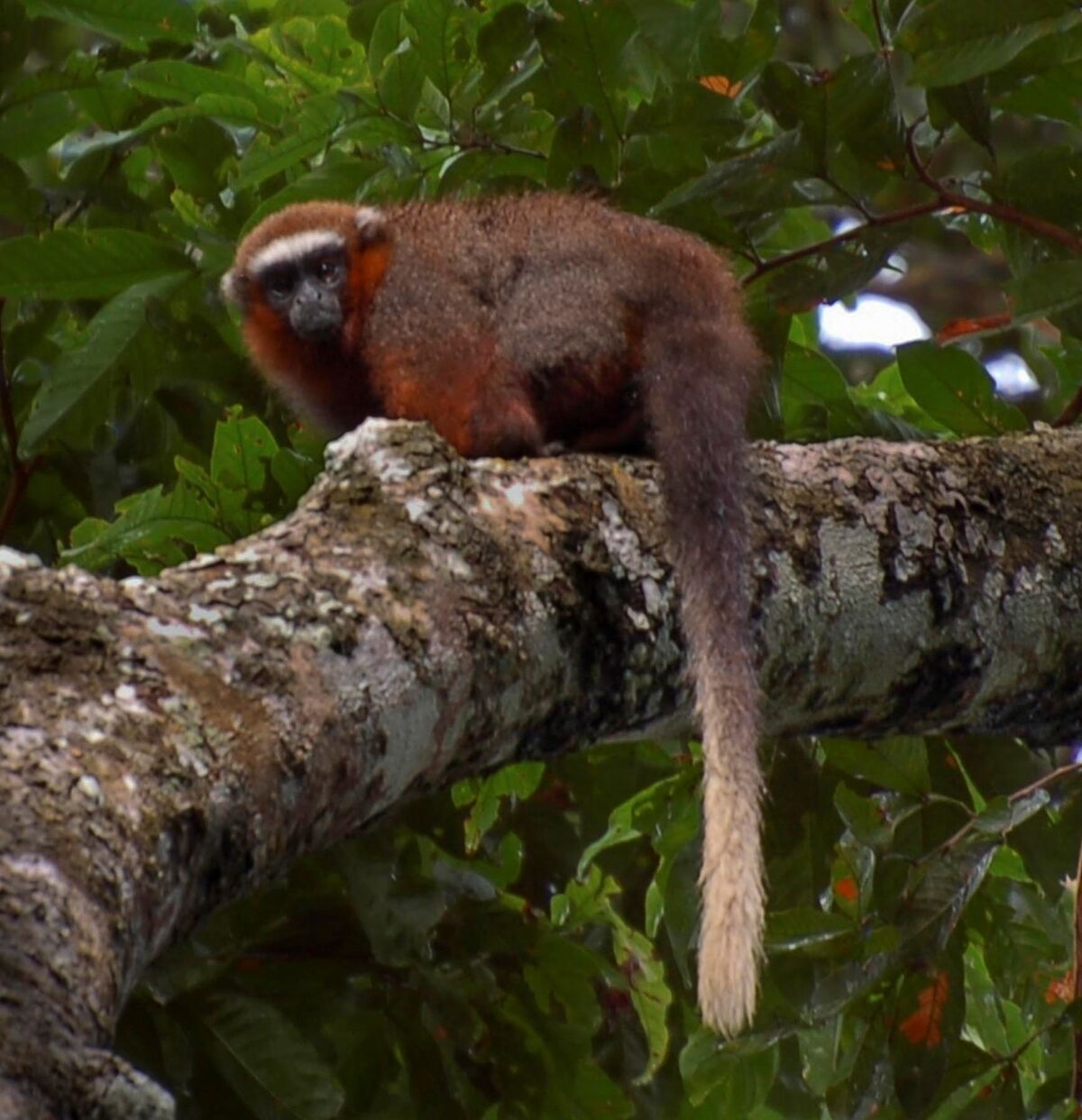 White Titi eating ants - Mono Titi blanco comiendo hormigas 