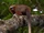 White-tailed Titi