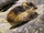 Norway Lemming
