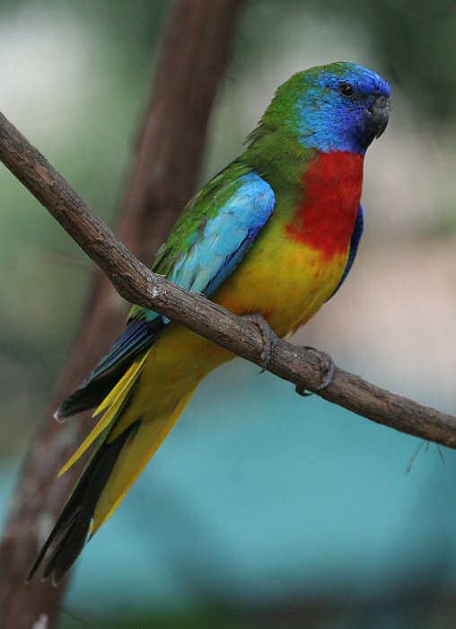 Splendid parakeet hotsell