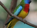 Scarlet-chested Parrot