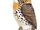 Spot-backed Puffbird