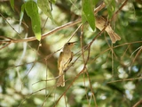 Brown Honeyeater