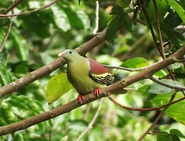Green Pigeon.jpg (56 KB)