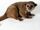 Kinkajou