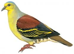 04 17 194 treron pompadora pompadora m