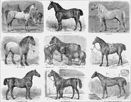 Illustration of assorted breeds; slim, light hotbloods, medium-sized warmbloods and draft and pony-type coldblood breeds painter from Brockhaus and Efron Encyclopedic Dictionary • Public domain