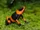 Lehmann's Poison Frog