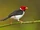 Yellow-billed Cardinal