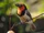 Black-collared Barbet