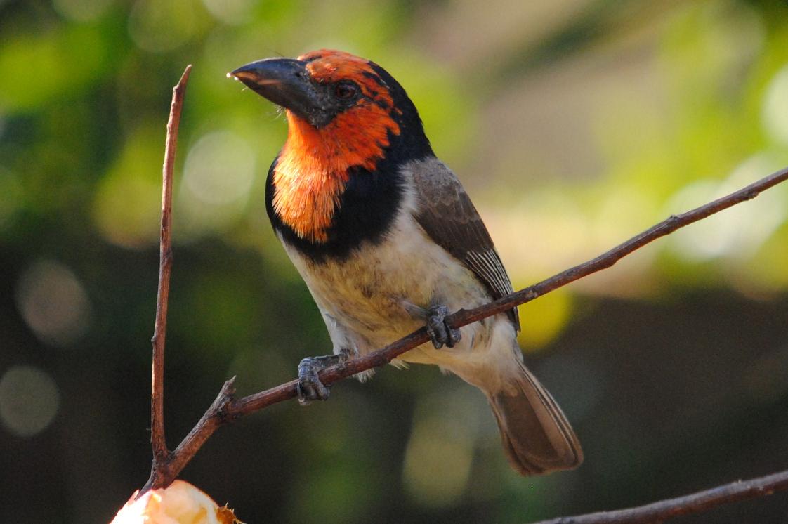 can a barbet live in congo republic