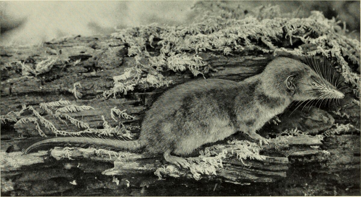 African Giant Shrew | Animal Database | Fandom