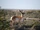 Baja California Pronghorn