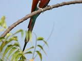 Northern Carmine Bee-eater