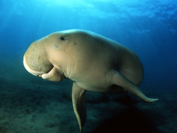 dugongs