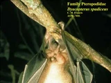 Dayak Fruit Bat