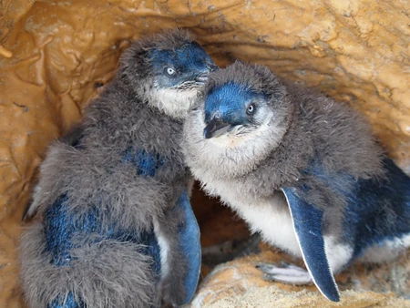 Blue penguin chicks