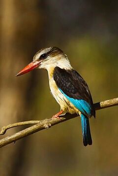 Brown-hooded Kingfisher | Animal Database | Fandom