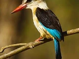 Brown-hooded Kingfisher