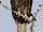 Crested Honey Buzzard