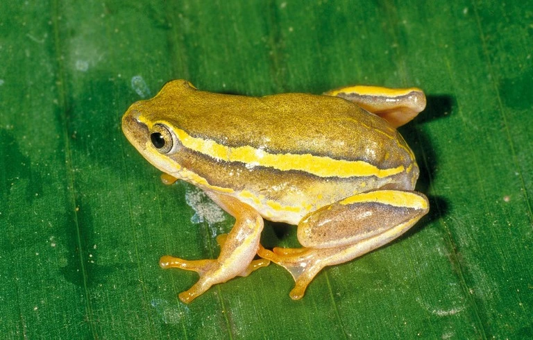 Heterixalus luteostriatus Animal Database Fandom