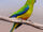 Orange-bellied Parrot