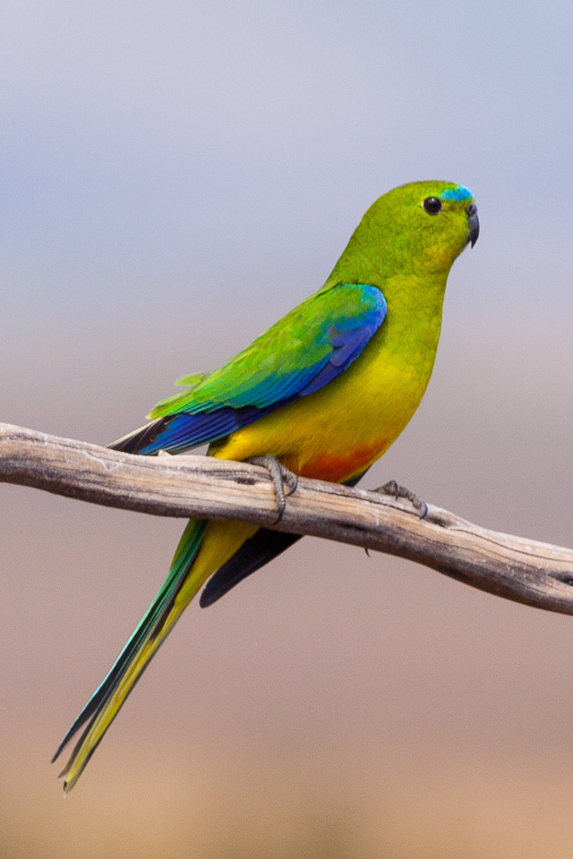 orange parrot bird