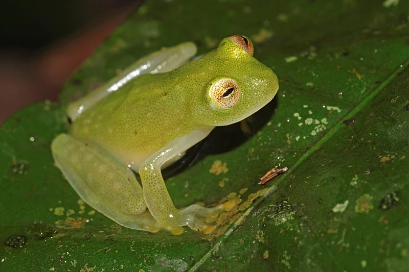 Hyalinobatrachium mondolfii Animal Database Fandom