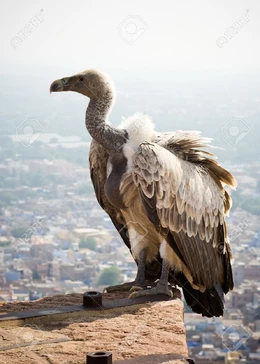 2530814-A-white-backed-vulture-perched-on-a-wall-at-Meherangarh-fort-Jodhpur-Rajasthan-India-Stock-Photo